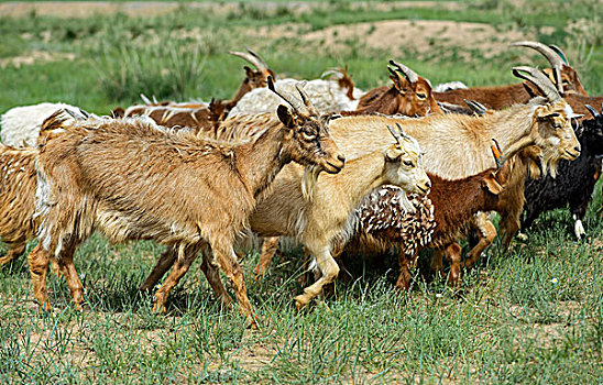 山羊,蒙古,亚洲