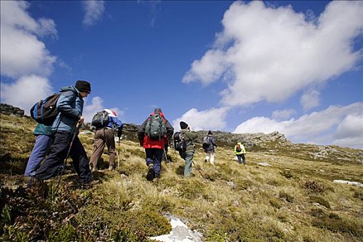 福克兰群岛,游客,跟随,引导,斜坡,山,破烂不堪,靠近