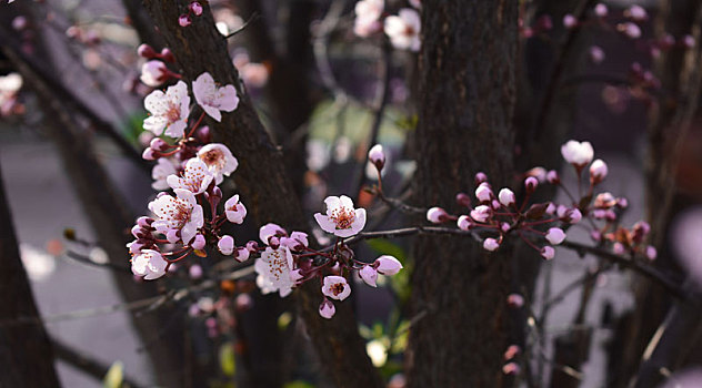 李花