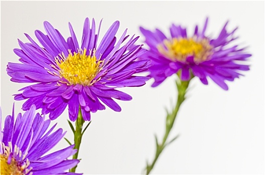 紫苑属