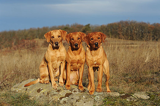 拉布拉多犬,黄色,母狗,雄性,三个,狗,并排,奥地利,欧洲
