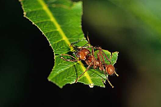 蚂蚁,尼加拉瓜