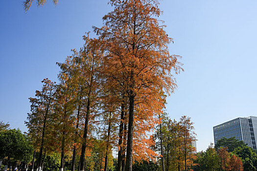 广州生物岛冬天的水杉与公园优美的环境