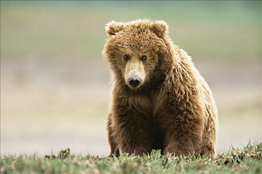 大灰熊,棕熊,2岁,环顾,兄弟姐妹,卡特麦国家公园,阿拉斯加
