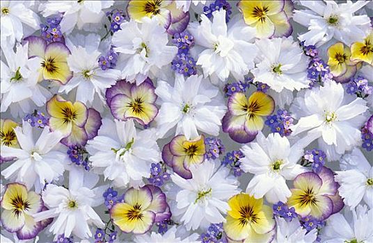紫色,堇菜属,花,勿忘我,白花,插花