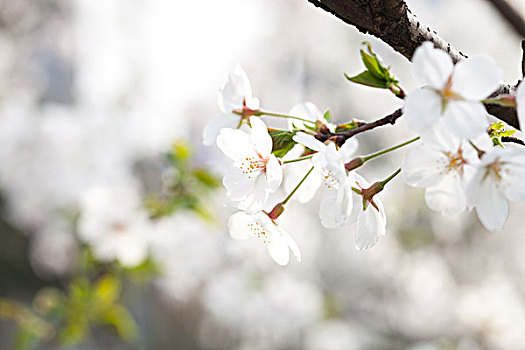 樱花,花