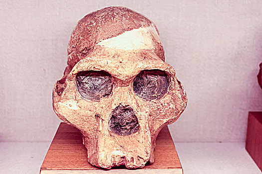 早期人类头盖骨化石