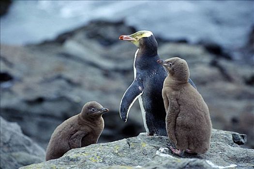 企鹅,两个,幼雏,南岛,新西兰