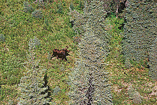 俯视,驼鹿,跑,北方针叶林,不列颠哥伦比亚省,加拿大