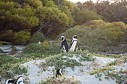 企鹅,南非