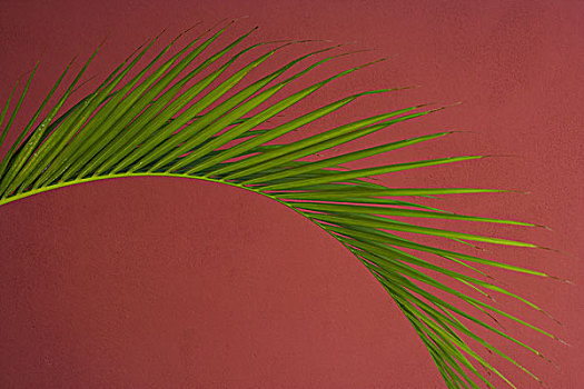 棕榈叶,红色背景,波多黎各