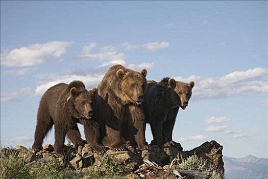 大灰熊,棕熊,母亲,两个,1岁,幼兽,北美