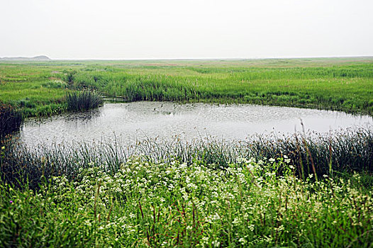 承德,坝上,草原,花海,原野,开阔,河流,植被,牧场