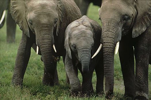 非洲象,群,幼兽,埃托沙国家公园,纳米比亚,非洲