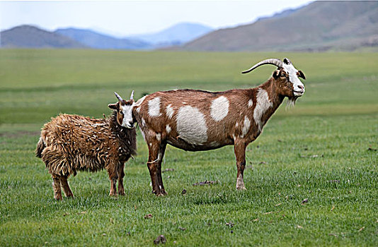 褐色,白色,山羊,年轻,鄂尔浑峡谷,国家公园,前杭爱省,蒙古,亚洲