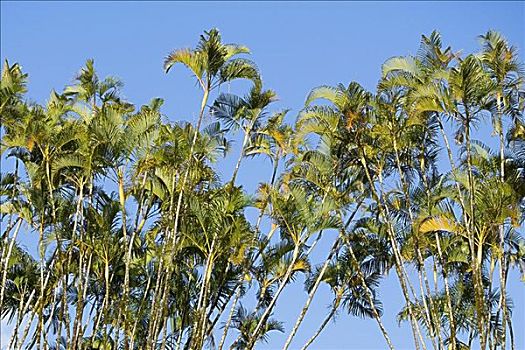 仰视,蕨类,阿卡卡瀑布州立公园,夏威夷,美国
