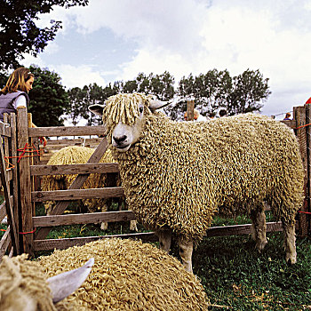 绵羊,市场