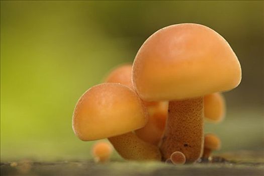 鳞状,蘑菇,荷兰
