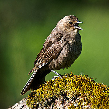 雌性,红翅黑鹂,栖息,国家野生动植物保护区,华盛顿,美国