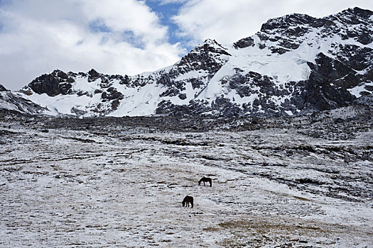 玻利维亚,山脉,雪,马