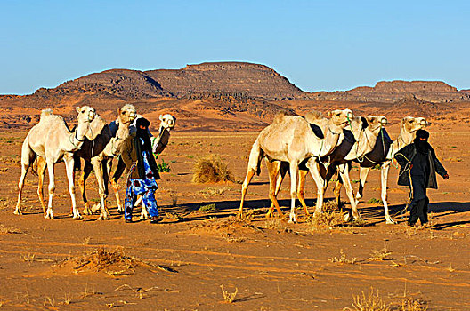 柏柏尔人,游牧,牧群,单峰骆驼,背影,家,草场,撒哈拉沙漠,利比亚,北非,非洲