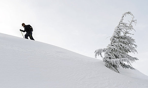 边远地区,滑雪者,去皮,向上,阿拉斯加,冬天