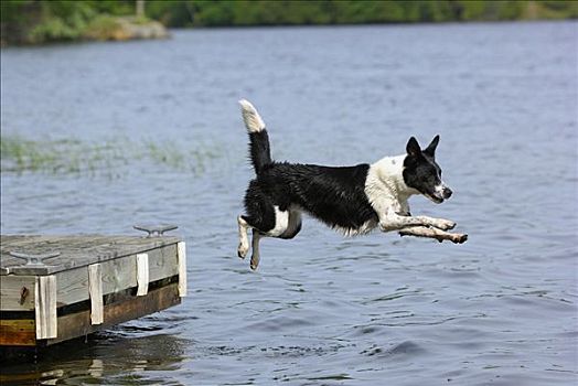 博德牧羊犬,狗,跳跃,湖