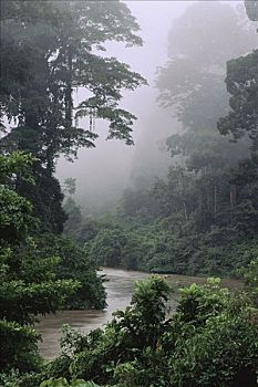 林中空地,薄雾,低地,雨林,丹浓谷保护区,沙巴,马来西亚
