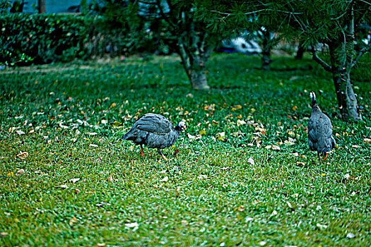 两只乌鸡在绿色的草地上觅食