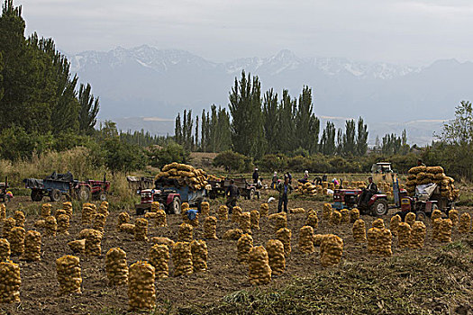 半截沟陈家庄的村民收马铃薯,新疆昌吉奇台县