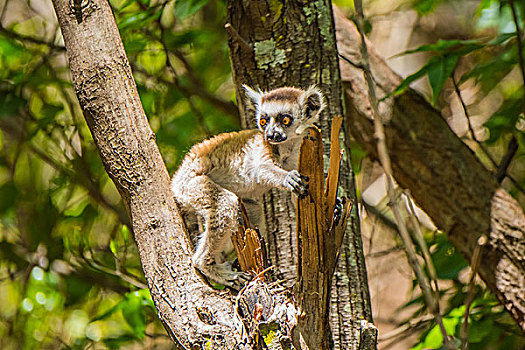 madagascar马达加斯加环尾小狐猴在树上