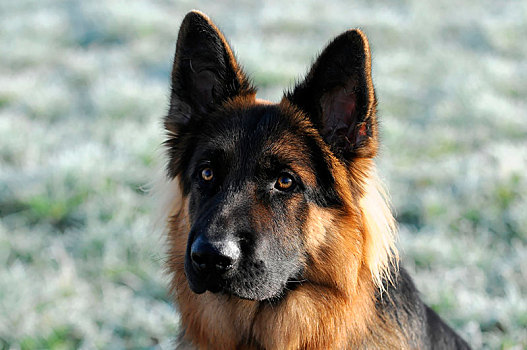 德国牧羊犬,狗,12个月,头像