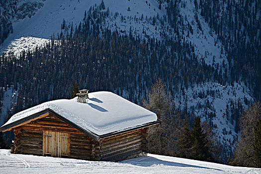 自然,冬季风景,树,初雪