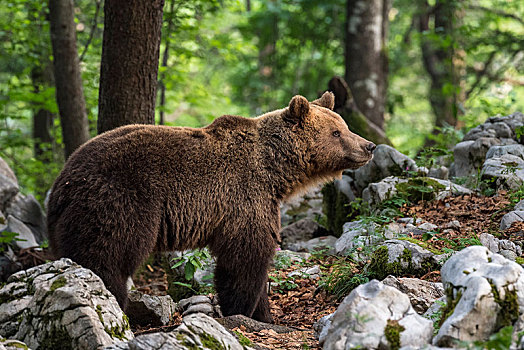 欧洲,棕熊,熊,喀斯特地貌,树林,区域,阿尔卑斯山,斯洛文尼亚