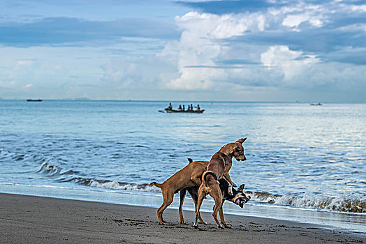 印尼,风光,大海,云彩,沙滩,狗,斗争