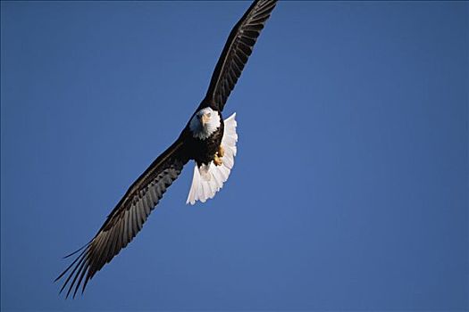 白头鹰,海雕属,雕,飞,清晰,蓝天,南,中心,阿拉斯加