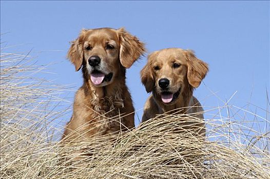 两个,金毛猎犬,母狗,坐,沙丘