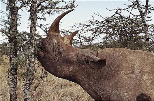 成年,雄性,黑犀牛,哺乳动物,自然保护区,肯尼亚,非洲,动物