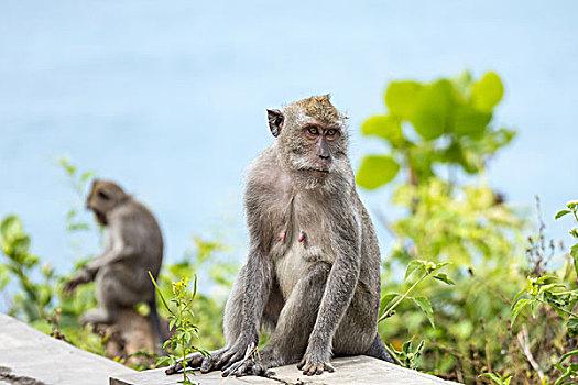 猴子,绿色,器具,海滩,巴厘岛,印度尼西亚