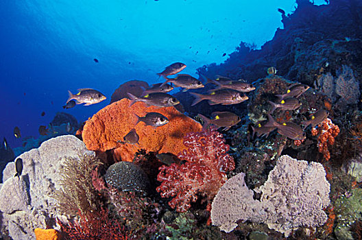 巴布亚新几内亚,西部,礁石