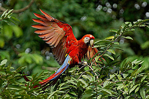 绯红金刚鹦鹉,展翅,哥斯达黎加