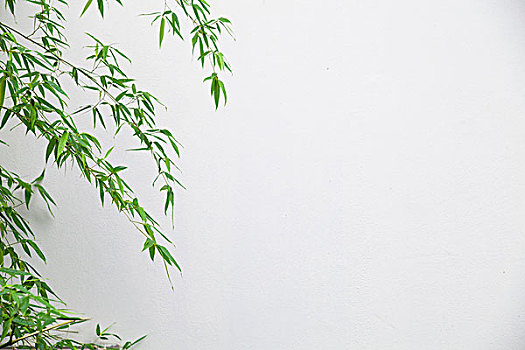 竹叶白墙背景