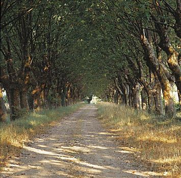 道路,悬铃木,普罗旺斯,法国,欧洲