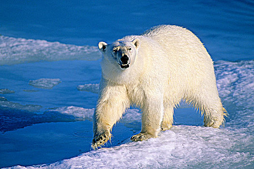 成年,北极熊,猎捕,海豹,融化,浮冰,斯瓦尔巴群岛,北极,挪威