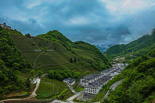 茶园,山区,土地,湖北,神农架,大山,种植,经济作物,农村,茶农