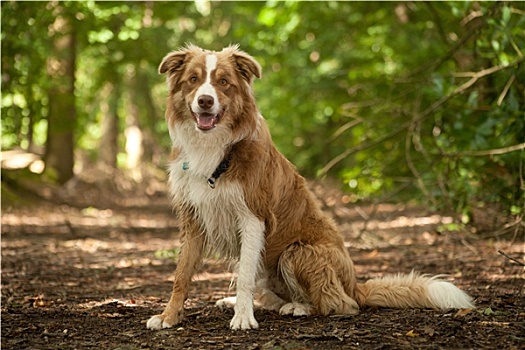 博德牧羊犬,树林