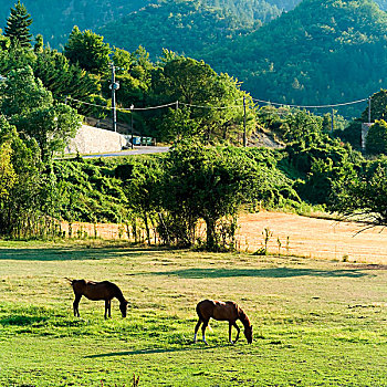 褐色,马,放牧,普罗旺斯,法国