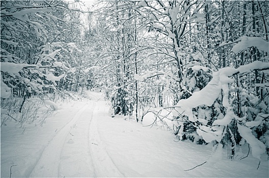 冬天,积雪,树,爱沙尼亚