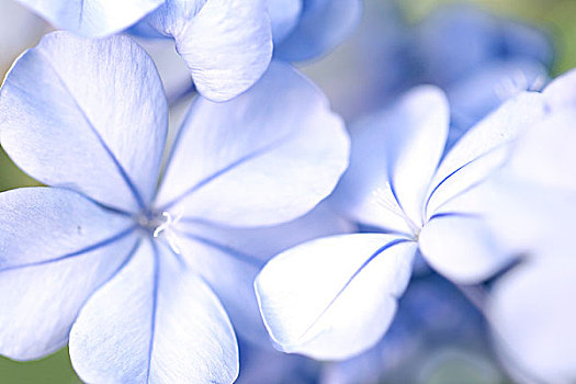 花,蓝色,微距,夏威夷大岛,夏威夷,美国