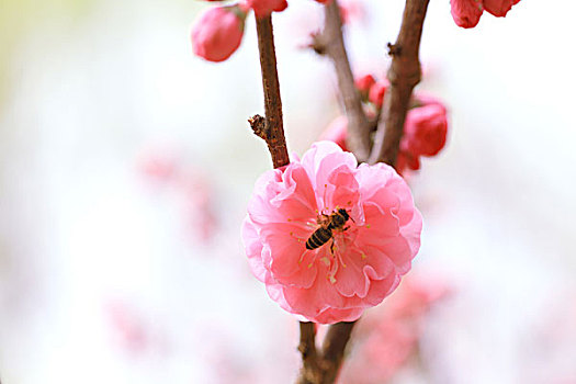 春天盛开在杏花上觅食的蜜蜂